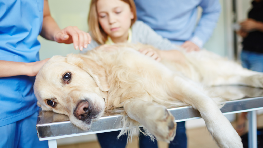 What to expect from Pet cremation services with Cherish Pet Aftercare & Crisis Support