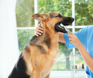 Dental Care for Senior Pets